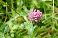 Na de regen, Natuurgebied Loevestein-Munnikenland, H Bremer