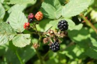 Bramen, Natuurgebied Loevestein-Munnikenland, H Bremer