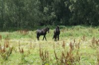 Wilde paarden, Natuurgebied Loevestein-Munnikenland, H Bremer