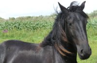 Paard, Natuurgebied Loevestein-Munnikenland, H Bremer