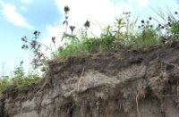 Wortels, Natuurgebied Loevestein-Munnikenland, H Bremer