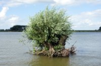 WaterWilg, Natuurgebied Loevestein-Munnikenland, H Bremer