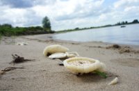 Paddestoelen, Natuurgebied Loevestein-Munnikenland, H Bremer