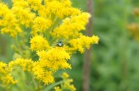 Vlieg, Natuurgebied Loevestein-Munnikenland, H Bremer