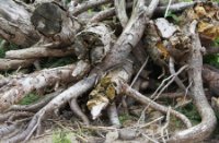 stronken, Natuurgebied Loevestein-Munnikenland, H Bremer