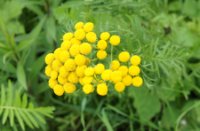 YelloGreen, Natuurgebied Loevestein-Munnikenland, H Bremer