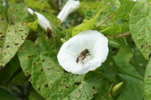 Bloem en insect