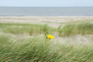 Kwade Hoek: duinen voor de natuurliefhebber