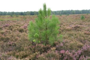 Naaldboompje tussen de heide