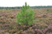 Naaldboompje tussen de heide, Rucphense Bossen, H Bremer