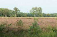 Heide landschap, Rucphense Bossen, H Bremer