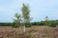 Landschap, Rucphense Bossen, H Bremer