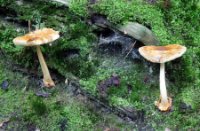 Paddestoelen, Rucphense Bossen, H Bremer