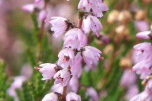 Heide bloemetjes macro