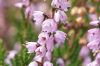 Heide bloemetjes macro, Rucphense Bossen, H Bremer