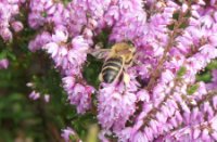 Bij op heidebloemetjes, Rucphense Bossen, H Bremer