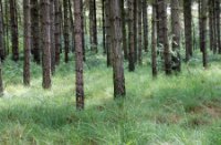 Zonlicht door de bomen, Rucphense Bossen, H Bremer