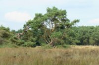 Mooie boom, Rucphense Bossen, H Bremer