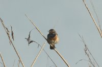 Blauwborst, Dordtse Biesbosch, Jurgen Korporaal