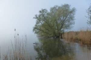 Ochtendnevel langs Nieuwe Merwede