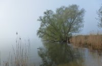 Ochtendnevel langs Nieuwe Merwede