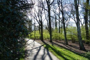 Lentezon door het tere groen