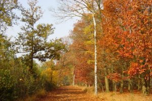 Herfstpalet