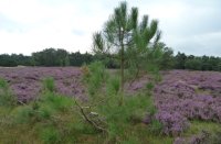 Zeeden op bloeiende heide