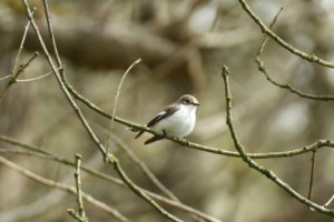 Fidecula hypoleuca