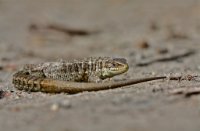 levendbarende hagedis, beesterzwaag Friesland, Levendbarende Hagedis