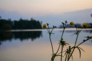 Stilte aan het water