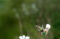 Bloem, Nationaal Park De Biesbosch, Angela Goossens