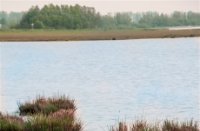 Grassen in het water, Nationaal Park De Biesbosch, Angela Goossens