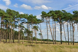 Voor natuur fotografie is Nationaal Park Grenspark De Zoom ideaal