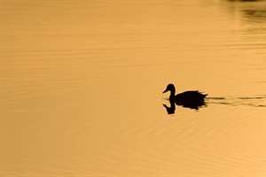 De vennen van het Nationaal Park Grenspark De Zoom zijn trekpleister voor vogels