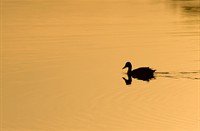 De vennen van het Nationaal Park Grenspark De Zoom zijn trekpleister voor vogels