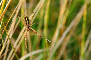 Wespspin in Boswachterij Westerschouwen