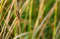 Wespspin in Boswachterij Westerschouwen