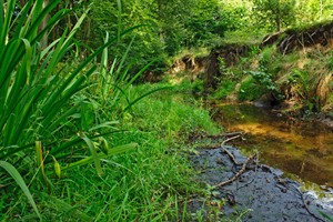 Meanderende Leuvenumse Beek