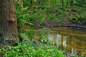 Wandelpaden hebben uitzicht op het meanderende Leuvenumse Beek