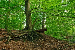 Statige bomen sieren de oevers van de Leuvenumse Beek