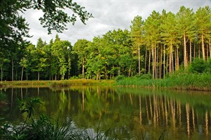 Kleine plassen en poeltjes is trekpleister voor amfibieën