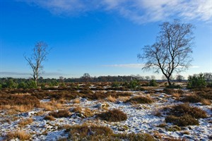 Heidevelden in de winter van Deelerwoud