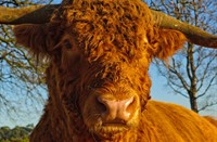 Schose Hooglander in het natuurgebied Deelerwoud