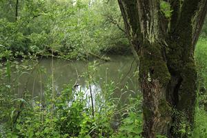 Uitstraling van een jungle