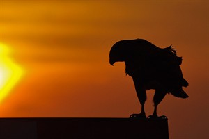 Buizerd met zonsondergang op oostvaarderplassen