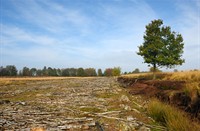 Doodhout mag blijven liggen. Goed voor nieuw leven., Bargerveen