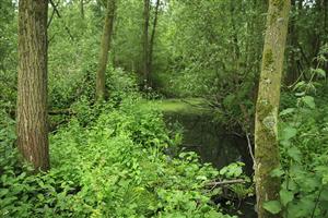 Biesbosch komt tot leven