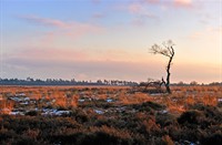 Deelerwoud in de koude maanden.