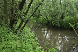 Natte gebieden van de biesbosch